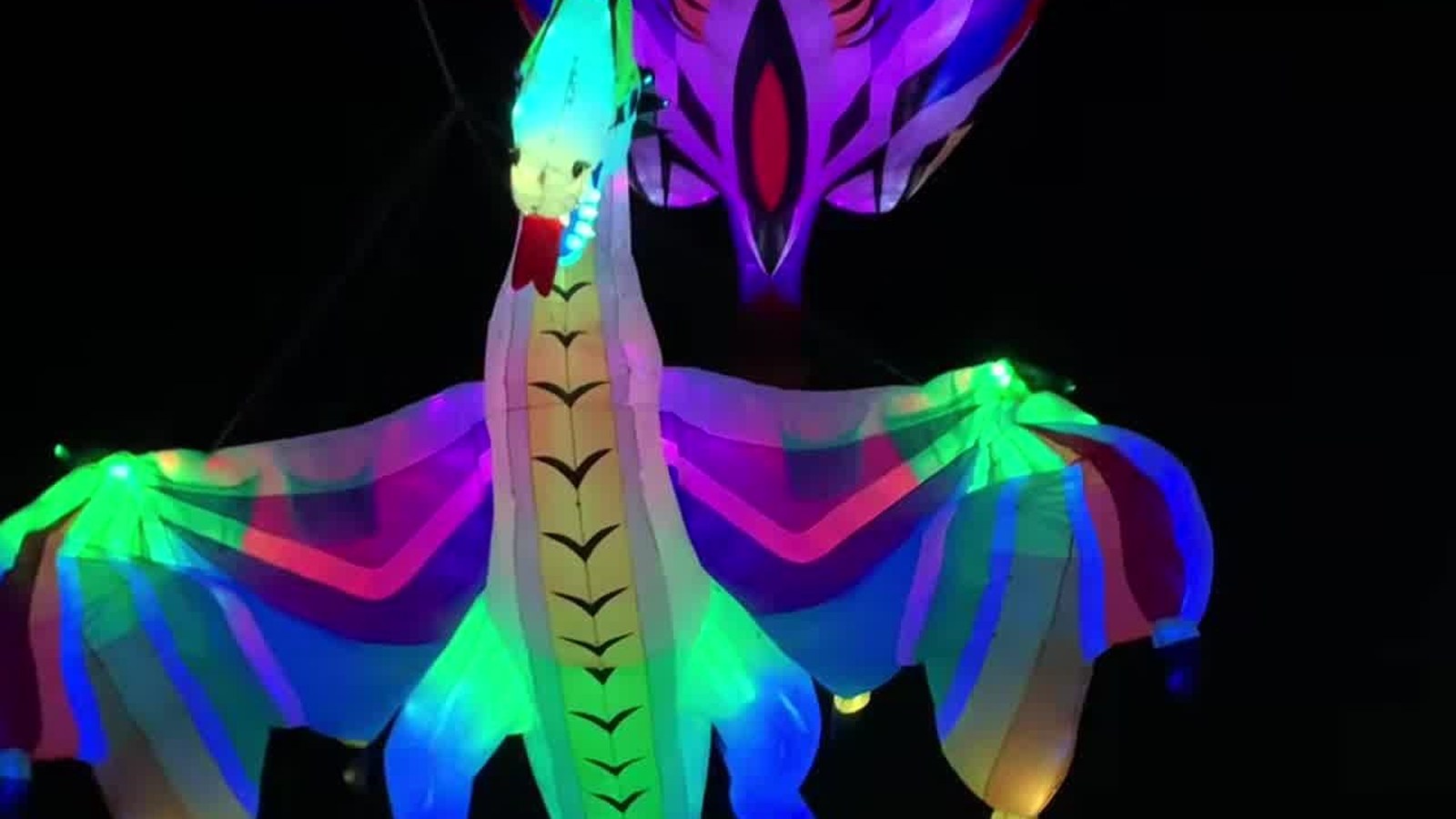 LED dragon and stingray kites night fly Port Aransas